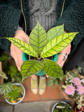 Load image into Gallery viewer, Hoya callistophylla / Wax Plant