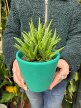 Load image into Gallery viewer, Aloe vera 'Verini'