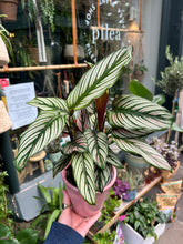 Load image into Gallery viewer, Calathea majestica whitestar / Prayer Plant