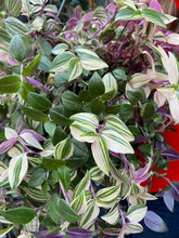 Load image into Gallery viewer, Tradescantia fluminensis Tricolor / Inch Plant
