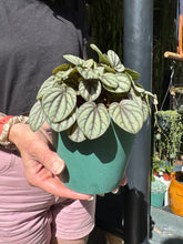Load image into Gallery viewer, Peperomia mystique / Radiator Plant