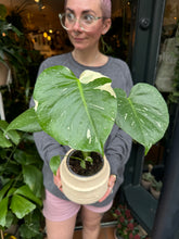 Load image into Gallery viewer, Monstera Thai Constellation / Variegated Cheese Plant