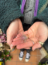 Load image into Gallery viewer, Baby Tillandsia ionantha Rubra / Airplant