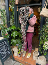 Load image into Gallery viewer, Ceropegia woodii Silver Glory / String of Hearts - 25cm Pot