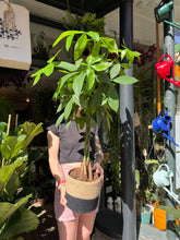 Load image into Gallery viewer, Pachira aquatica / Money Tree / Guiana Chestnut - *Local Delivery or Local Pick Up Only*