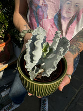Load image into Gallery viewer, Cotyledon undulata / Silver Ruffles