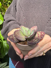 Load image into Gallery viewer, Kalanchoe humilis Zebra - Paddle Plant