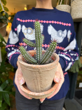 Load image into Gallery viewer, Euphorbia badoensis / Euphorbia baioensis / Cage Monolith