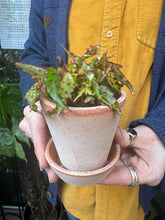 Load image into Gallery viewer, Begonia amphioxus / Elongated Begonia