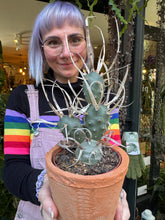 Load image into Gallery viewer, Tephrocactus articulatus Papyracanthus / Paper Spine Cactus