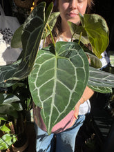 Load image into Gallery viewer, Anthurium crystallinum / Crystal Anthurium