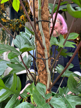 Load image into Gallery viewer, Philodendron pedatum / Oak Leaf Philodendron on Moss Pole - *Local Delivery or Local Pick Up Only*