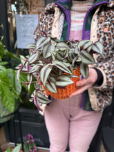 Load image into Gallery viewer, Tradescantia zebrina / Inch Plant