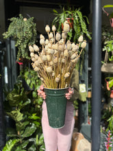 Load image into Gallery viewer, Dried Papaver / Poppy - Price Per Bunch