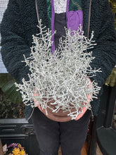 Load image into Gallery viewer, Calocephalus brownii / Cushion Bush