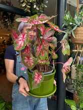 Load image into Gallery viewer, Caladium Carolyn Whorton / Angel Wings