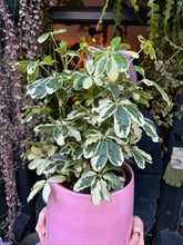 Load image into Gallery viewer, Schefflera Charlotte / Umbrella Plant - *Local Delivery or Local Pick Up Only*