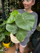 Load image into Gallery viewer, Monstera Thai Constellation / Variegated Cheese Plant