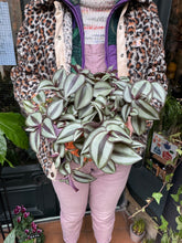 Load image into Gallery viewer, Tradescantia zebrina / Inch Plant