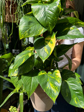 Load image into Gallery viewer, Epipremnum aureum on Moss Pole / Devils Ivy - *Local Delivery or Local Pick Up Only*