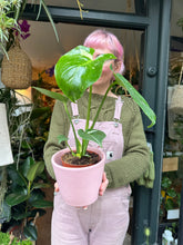 Load image into Gallery viewer, Monstera Thai Constellation / Variegated Cheese Plant