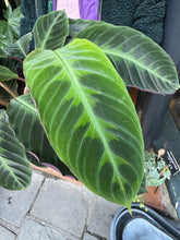 Load image into Gallery viewer, Calathea warscewiczii / Jungle Velvet Prayer Plant - *Local Delivery or Local Pick Up Only*