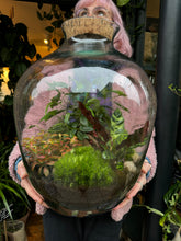 Load image into Gallery viewer, XXL Ficus microcarpa Ginseng Sealed Terrarium - *Local Delivery or Local Pick Up Only*