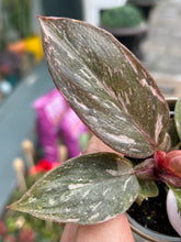Load image into Gallery viewer, Philodendron Pink Princess Marble