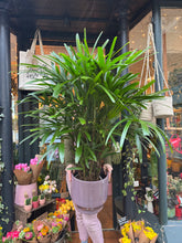 Load image into Gallery viewer, Rhapis excelsa / Broadleaf Lady Palm - *Local Delivery or Local Pick Up Only*
