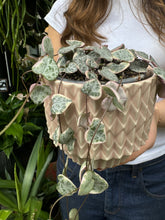 Load image into Gallery viewer, Ceropegia woodii variegata / Variegated String of Hearts - 8.5cm pot