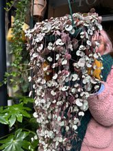 Load image into Gallery viewer, Ceropegia woodii Silver Glory / String of Hearts - 25cm Pot