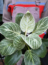 Load image into Gallery viewer, Philodendron Birkin 'White Wave'
