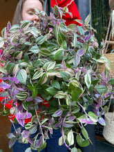 Load image into Gallery viewer, Tradescantia fluminensis Tricolor / Inch Plant