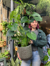 Load image into Gallery viewer, Monstera deliciosa / Cheese Plant - 19cm Pot - *Local Delivery or Local Pick Up Only*