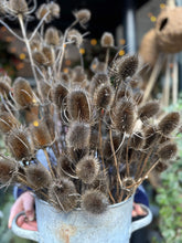 Load image into Gallery viewer, Teasels / Dipsacus - Price Per Stem