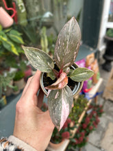 Load image into Gallery viewer, Philodendron Pink Princess Marble