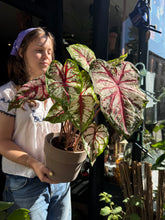 Load image into Gallery viewer, Caladium Bicolor / Angel Wings / Heart of Jesus - *Local Delivery or Local Pick Up Only*