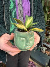 Load image into Gallery viewer, Hoya burtoniae Variegata / Wax Plant