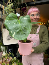 Load image into Gallery viewer, Monstera Thai Constellation / Variegated Cheese Plant