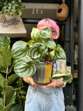 Load image into Gallery viewer, Peperomia argyreia / Watermelon Peperomia *Local Delivery or Local Pick Up Only*
