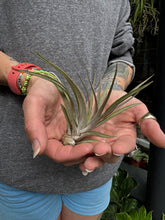 Load image into Gallery viewer, Tillandsia abdita Red / Airplant