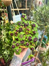 Load image into Gallery viewer, Oxalis deppei / Iron Cross Oxalis