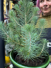 Load image into Gallery viewer, Pinus pinea Silver Crest - Stone Pine