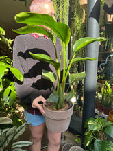 Load image into Gallery viewer, Strelitzia nicolai / Bird of Paradise - 17cm Pot