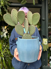 Load image into Gallery viewer, Opuntia macrocalyx / Bunny Ear / Polka Dot Cactus
