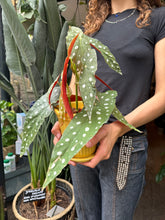 Load image into Gallery viewer, Begonia maculata / Polka Dot Begonia - *Local Delivery or Local Pick Up Only*
