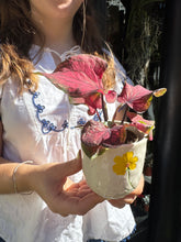 Load image into Gallery viewer, Caladium bicolor Lucia / Angel Wings