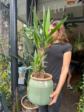 Load image into Gallery viewer, Yucca elephantipes / Spineless Yucca - *Local Delivery Or Pick Up Only *