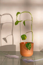 Load image into Gallery viewer, Pastel Plant Supports - Set of 3