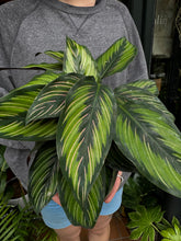 Load image into Gallery viewer, Calathea majestica Princeps / Prayer Plant